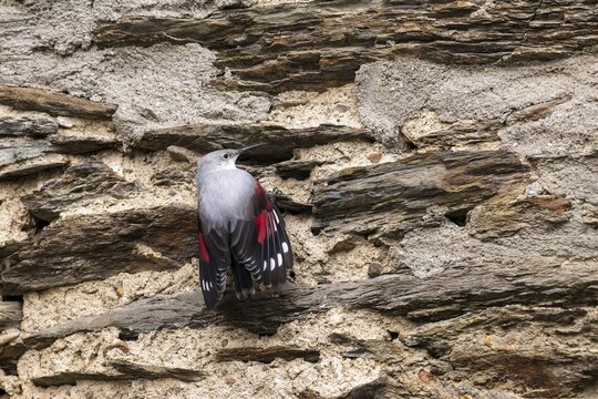 Wallcreeper (Tichodroma muraria) foraging on a wall, wildlife, Germany