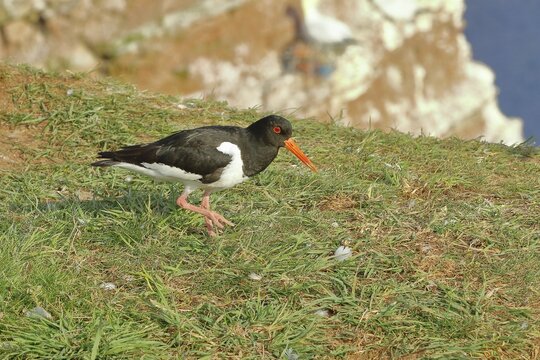 Oystercatcher (Haematopus ostralegus), on the edge of the cliff, Heligoland, Lower Saxony, Germany