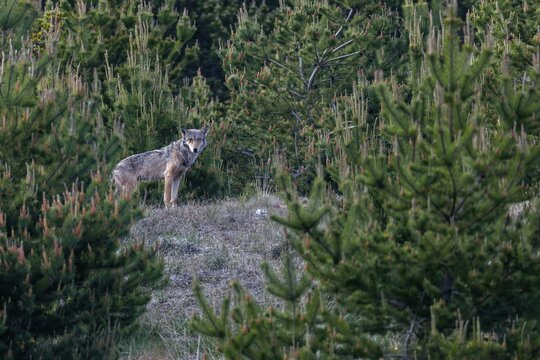 Still agitated, I take a close look at the surroundings to set up a hide, discovering a hill on which a wolf (Canis lupus) is actually standing a few minutes later and watching me, excitement, Denmark