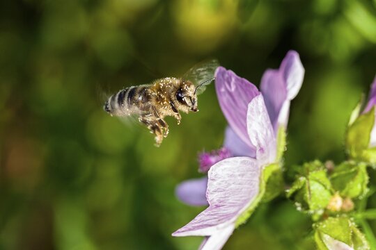 Honey bee (Apis mellifera), in flight on a mallow flower (Malva moschata), Upper Bavaria, Germany