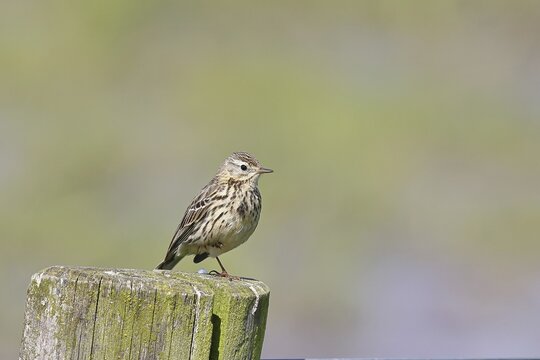 Meadow pipit (Anthus pratensis), on a pasture fence post, Ochsenmoor, D&uuml;mmer See, H&uuml;de, Lower Saxony, Germany