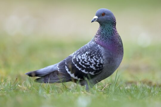 City dove (Columba livia forma domestica) standing in the grass, Germany