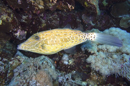 Scrawled filefish (Aluterus scriptus), Daedalus Reef dive site, Egypt, Red Sea