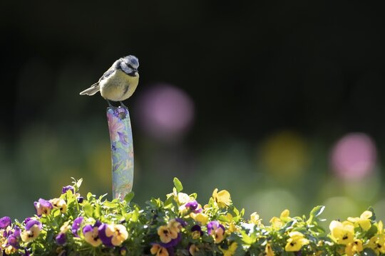 Blue tit (Cyanistes Caeruleus) adult bird on a garden fork handle in a flower tub with flowering pansies, Suffolk, England, United Kingdom