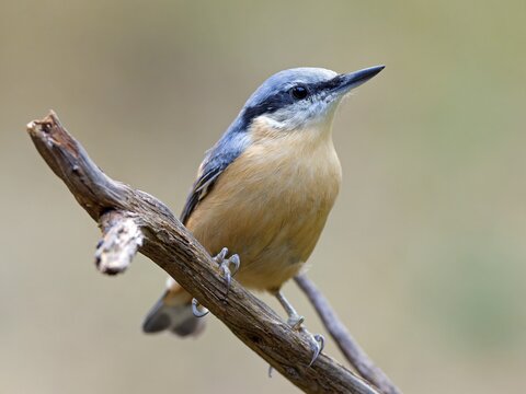 Eurasian nuthatch (Sitta europaea), Solms, Hesse, Germany