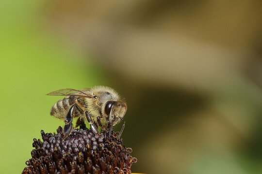 European honey bee (Apis mellifera), collecting nectar from a flower of yellow coneflower (Echinacea paradoxa), Wilden, North Rhine-Westphalia, Germany