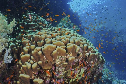Solid pore coral (Porites solida) and group of sea goldie (Pseudanthias squamipinnis), Big Brother dive site, Brother Islands, Egypt, Red Sea