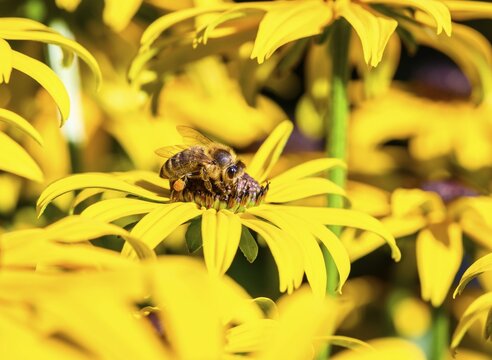 Honey bee (Apis mellifera) sits on yellow flower, black-eyed Susan (Rudbeckia hirta), Bavaria, Germany