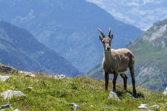 Alpine Ibex (Capra ibex), Mont Blanc Massif, Chamonix, France
