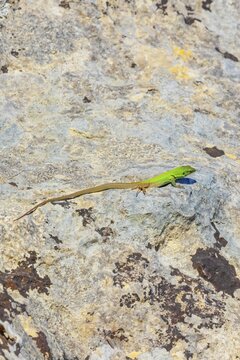 Sicilian wall lizard (Lacerta wagleriana), sitting on a rock, Avola, Noto Valley, Sicily, Italy