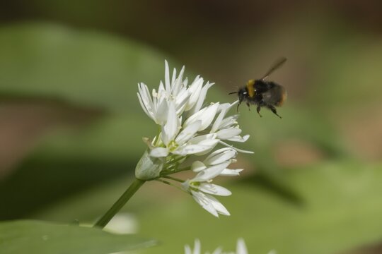 White tailed bumblebee (Bombus lucorum) adult bee insect in flight towards a Ransom wild garlic flower in spring Suffolk, England, United Kingdom