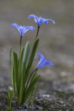 Snow pride (Chionodoxa luciliae), Emsland, Lower Saxony, Germany