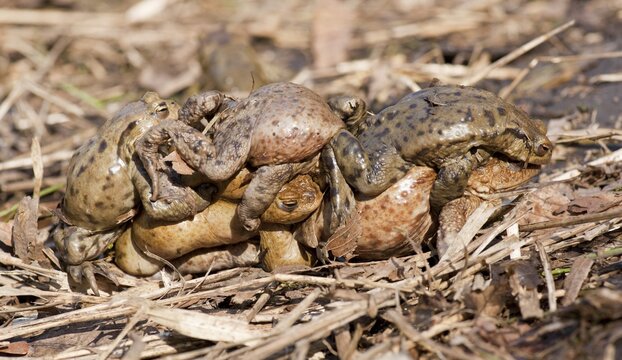 Common Toad or European Toad (Bufo bufo), several males in amplexus with a female, mating process, Thuringia, Germany