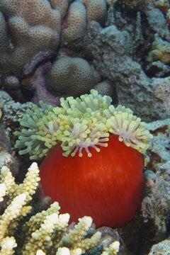 Red splendour anemone (Heteractis magnifica), St. Johns dive site, Red Sea, Egypt