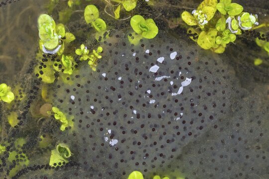 Bufo bufo, common frog, common toad, common toad, Common Frog, rana temporaria, amphibians, amphibians, frog, frog, frogs, spawn balls, spawning line, spawning lines, amphibians, spawn