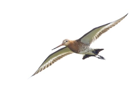 Black-tailed godwit (Limosa limosa), flying, Texel Island, Netherlands