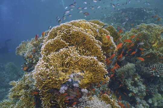 Net fire coral (Millepora dichotoma), dive site Marsa Shuna, Red Sea, Egypt