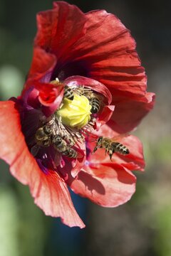 Apidae, Apis Mellifera, bees, bee willow, European honey bee, hymenoptera, western honey bee, western honey bee, high size, portrait format, honey bee, honey bee, insects, wild bees