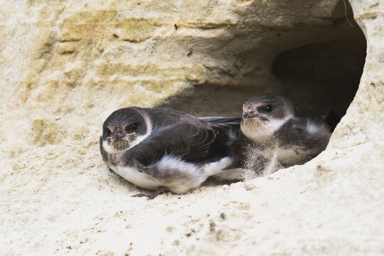 Sand Martins (Riparia riparia), young birds, Emsland, Lower Saxony, Germany
