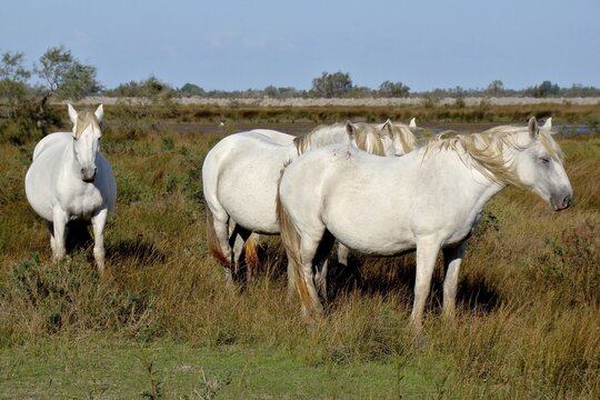 A group of white horses, Camargue horses (Equus caballus), standing in a meadow under a blue sky, Camargue, Provence, France