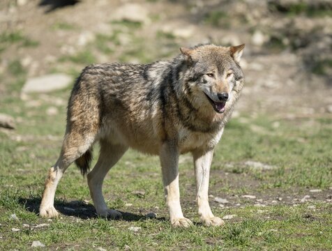 Gray wolf (Canis lupus) standing in a meadow, captive, Germany