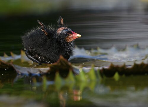 Common moorhen (Gallinula chloropus ), young animal, chick, begging for food, Baden-W&uuml;rttemberg, Germany
