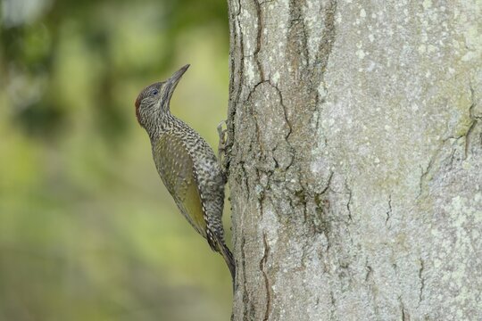 Green woodpecker (Picus viridis) juvenile bird on a tree trunk, Suffolk, England, United Kingdom
