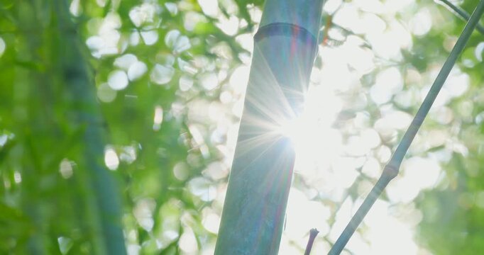 木漏れ日に照らされる美しい竹林と笹の葉の自然風景