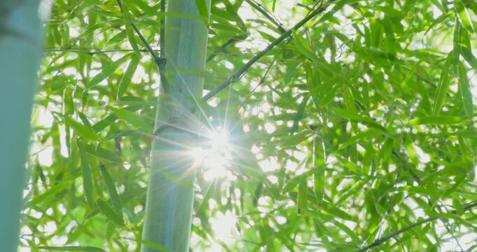 木漏れ日に照らされる美しい竹林と笹の葉の自然風景