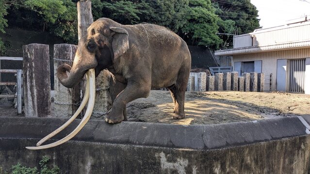 鼻を丸めたインドゾウ