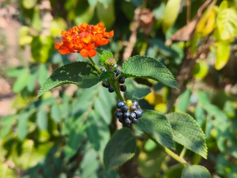 vibrant orange lantana camara flower and dark berry clusters growing on green leafy shrub, ideal for botanical nature photography, floral background, and eco concept stock photo.