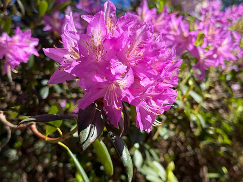 Rhododendron flower beautiful pink bloom Rhododendron catawbience 