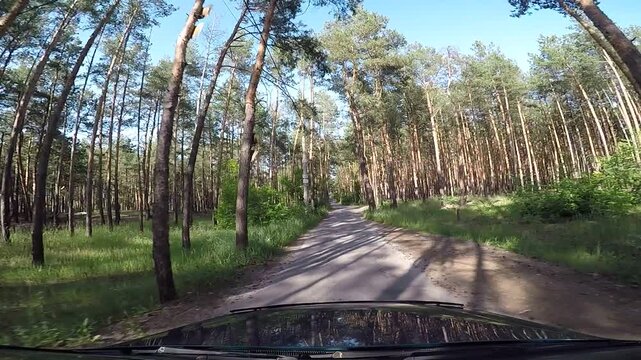 Forward car view driving through sunny green pine forest along narrow asphalt road surrounded by tall conifer trees