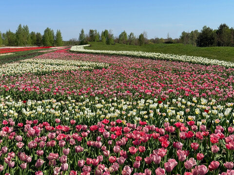 Tulips flowers field in spring park