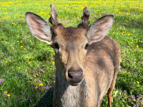 Young deer fawn in spring meadow 