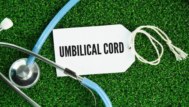 Stethoscope and paper tag with the word umbilical cord is a flexible, tube-like structure that connects a developing fetus to the placenta during pregnancy, serving as the biological lifeline for oxyg