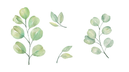 Watercolor eucalyptus branches - green sprigs and round leaves set, botanical greenery collection. Hand-drawn illustration for wedding stationery, floral design, eco decor. © NATALIA