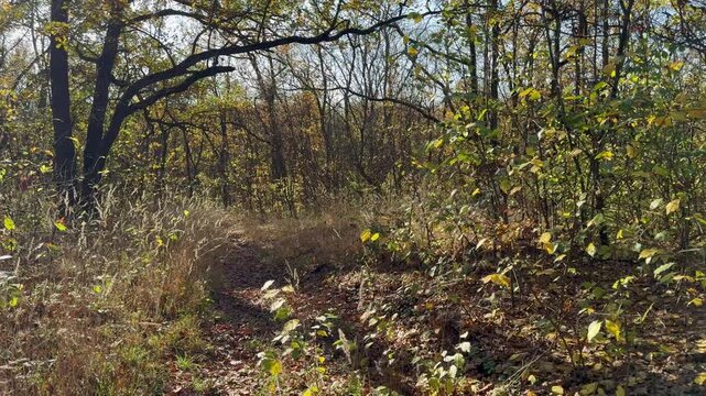 A path in an autumn oak forest