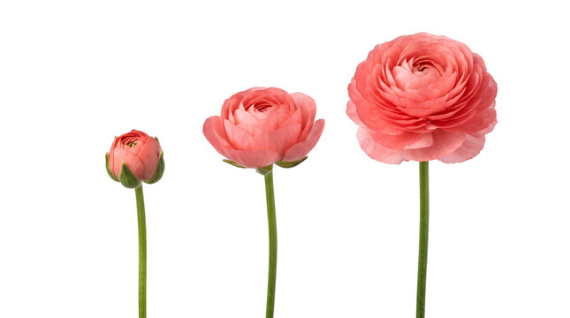 Blooming pink ranunculus flowers in growth stages, coral persian buttercup blossoms, floral progression for spring gardening and nature concepts isolated PNG with Transparent Background