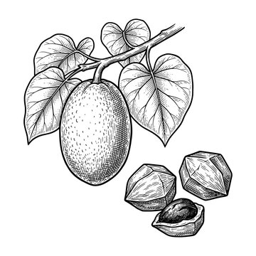 Vintage botanical engraving vector illustration of pangium edule kluwek nuts