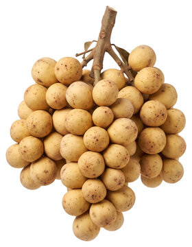Bunch of fresh duku langsat fruit isolated on transparent background
