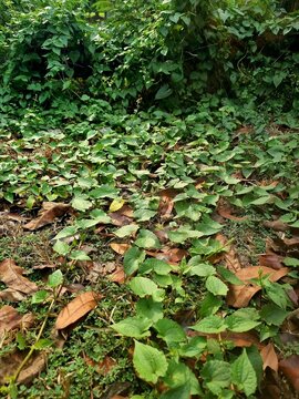 Dense green creeping plants and wild vines spreading across the forest floor, mixed with fallen dry brown leaves, twigs, and patches of exposed soil.