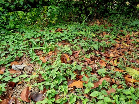 Dense green creeping plants and wild vines spreading across the forest floor, mixed with fallen dry brown leaves, twigs, and patches of exposed soil.