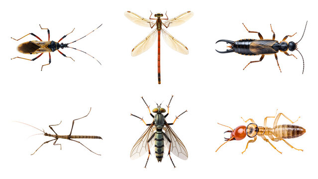 Set of detailed various insects isolated on transparent background showing macro views of different bug species including dragonfly stick insect ear