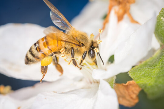 Close up of Apis mellifera or Western Honey Bee collecting pollen and nectar from apple blossoms