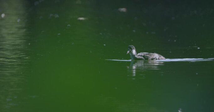 Eurasian coot juvenile chick swimming on calm lake surface in sunlight sunset slow motion