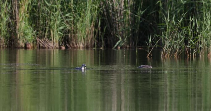 Two great crested grebe stripy chicks looking underwater searching for prey near green reeds slow motion
