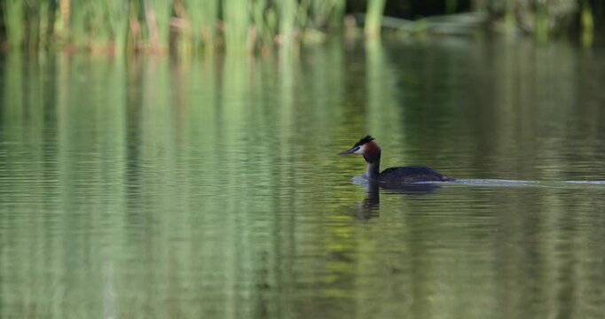 Great crested grebe adult diving underwater on calm lake surface near green reeds slow motion