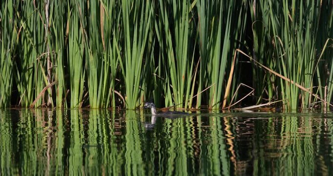Great crested grebe stripy chick diving underwater following parent near green reeds slow motion