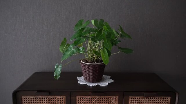 A lush green potted plant sitting in a woven basket pot placed on top of a stylish wooden console table with cane webbing drawers against a minimalist dark gray wall background.